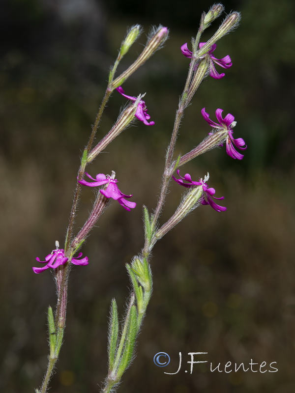 Silene scabriflora scabriflora.04