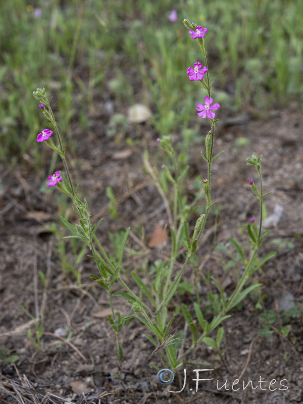 Silene scabriflora scabriflora.05