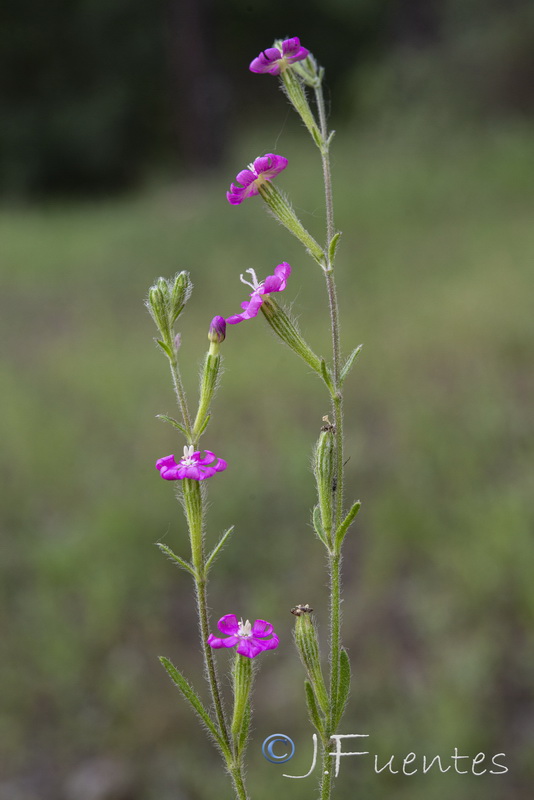 Silene scabriflora scabriflora.06