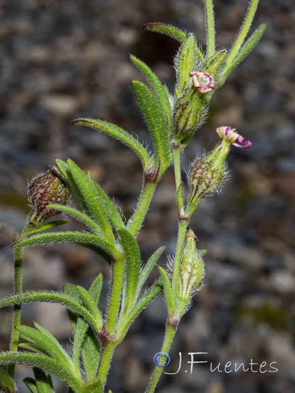 Silene sclerocarpa.01
