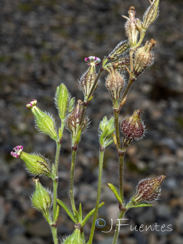 Silene sclerocarpa.02