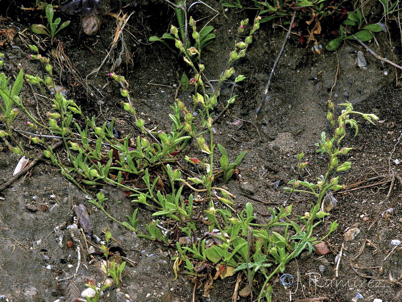 Silene sclerocarpa.03