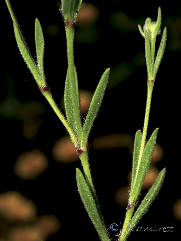 Silene sclerocarpa.04