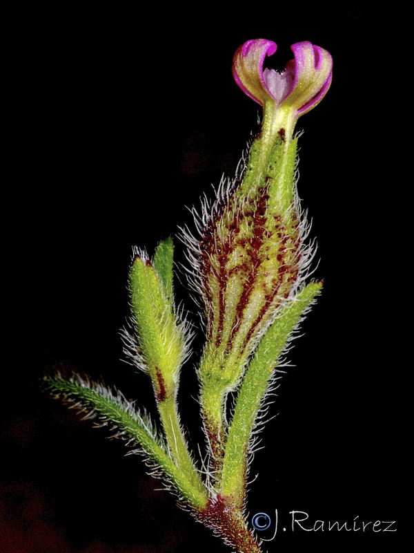 Silene sclerocarpa.05
