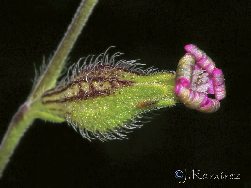 Silene sclerocarpa.06