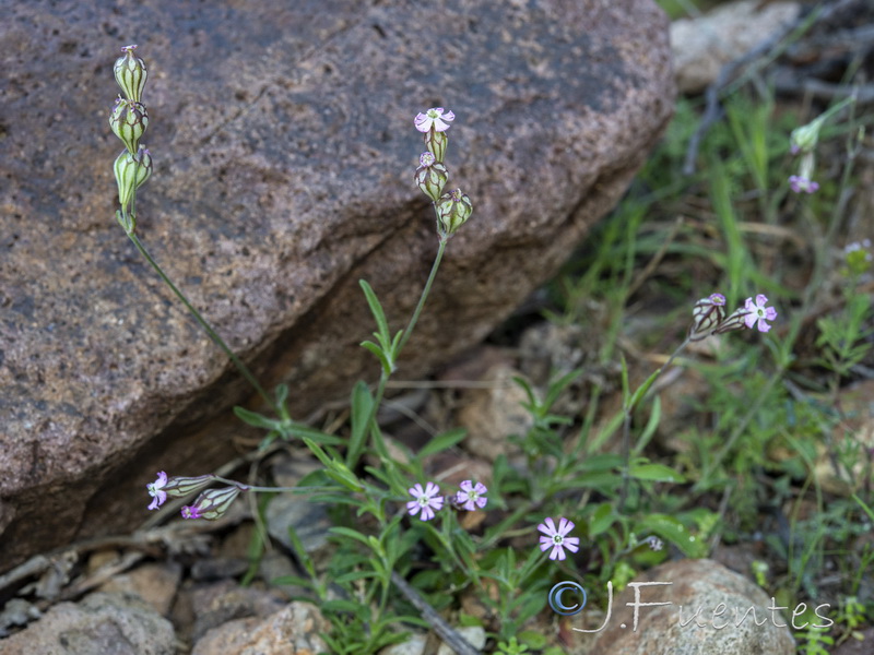 Silene secundiflora.01