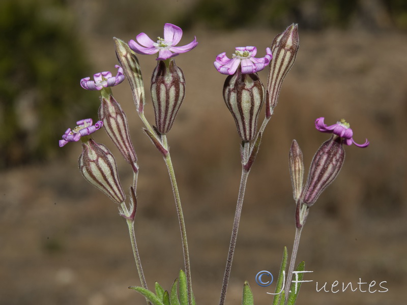 Silene secundiflora.02