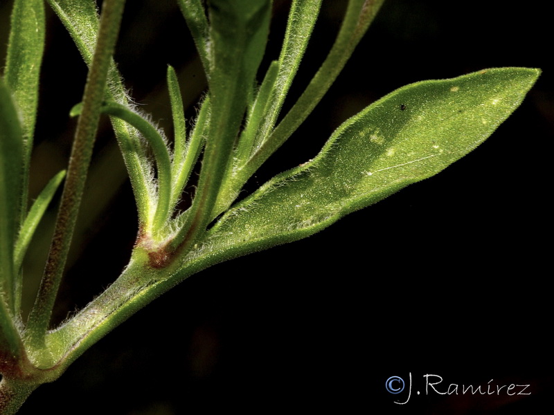 Silene secundiflora.04