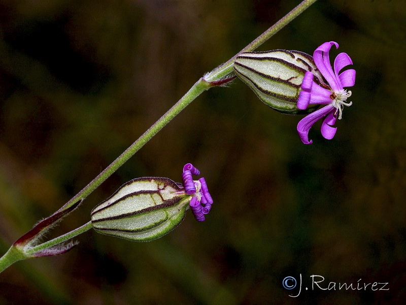 Silene secundiflora.05