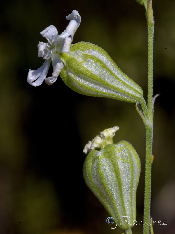 Silene secundiflora.06