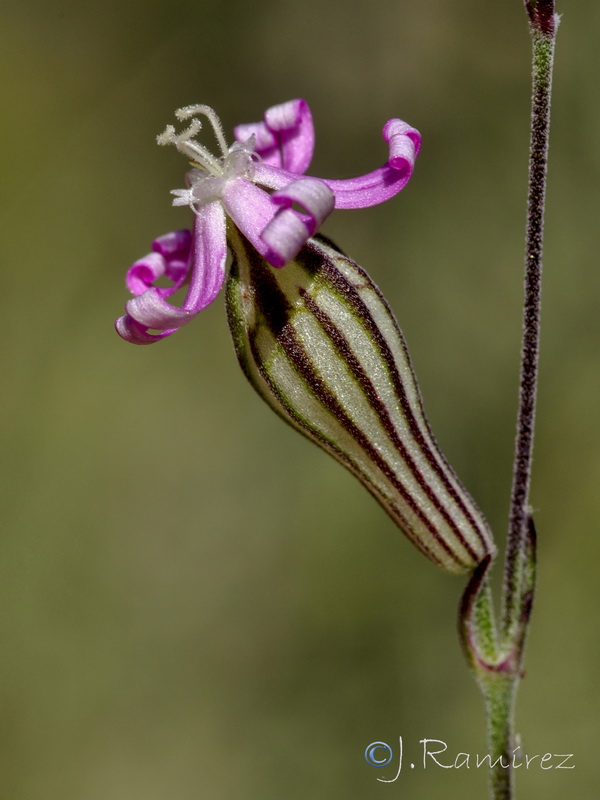 Silene secundiflora.07