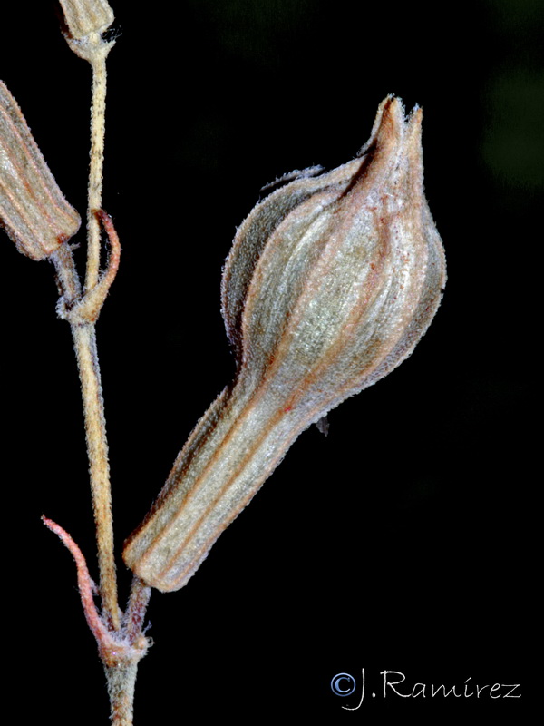 Silene secundiflora.08