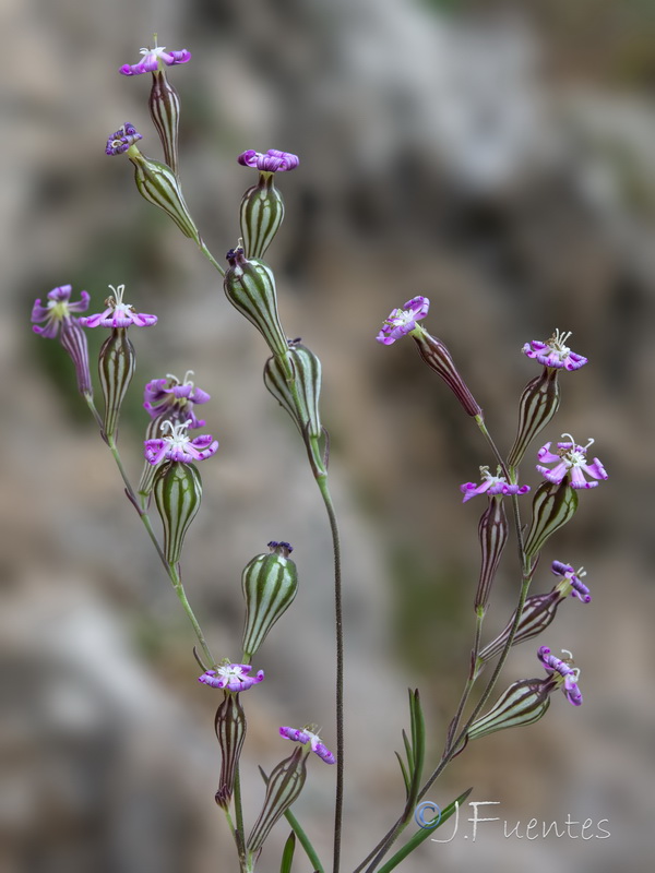 Silene secundiflora.10