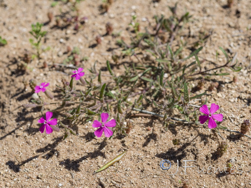 Silene stockenii.01