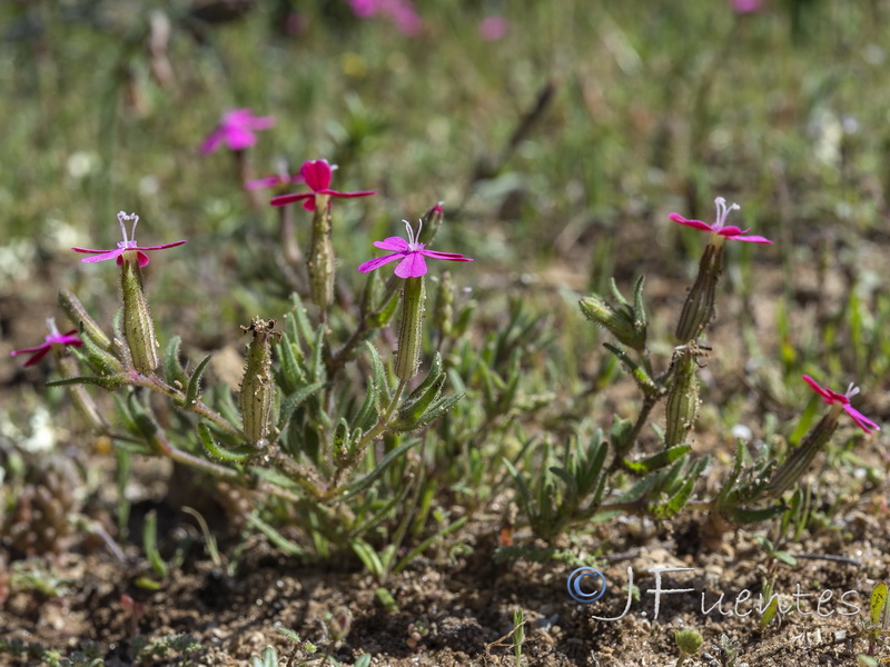 Silene stockenii.02