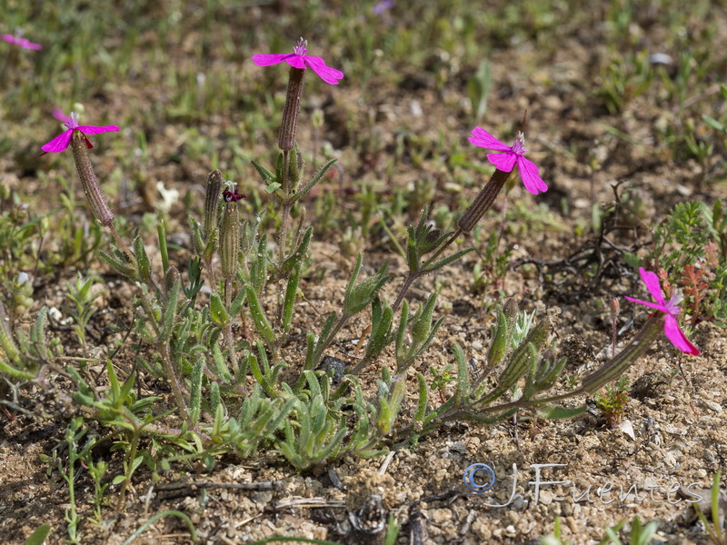 Silene stockenii.03