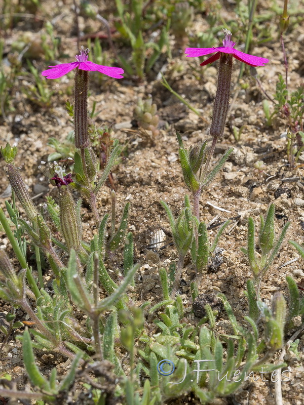 Silene stockenii.05