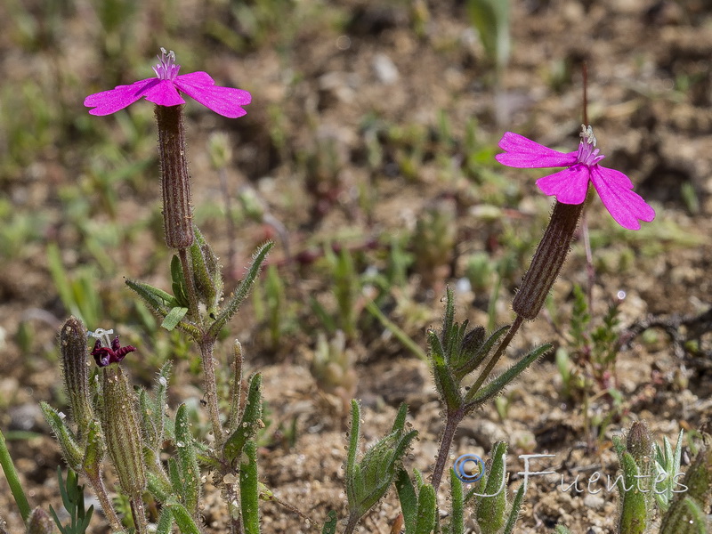 Silene stockenii.07