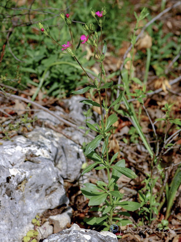 Silene stricta.01