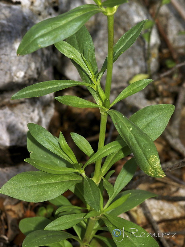 Silene stricta.02