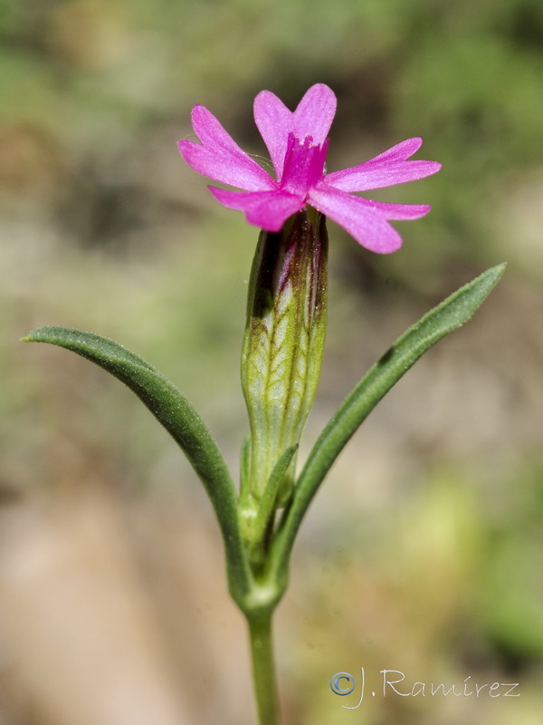 Silene stricta.03