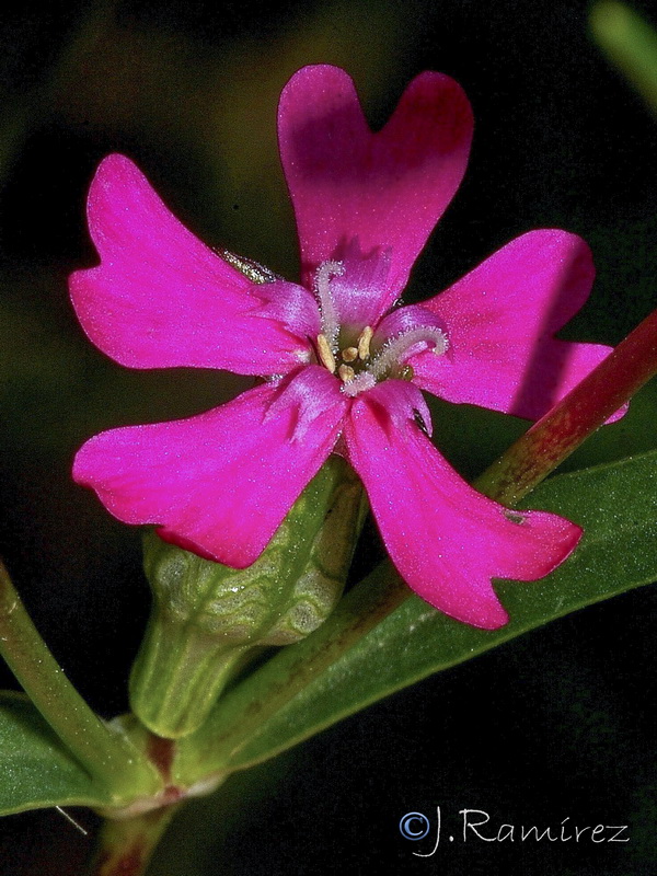 Silene stricta.04