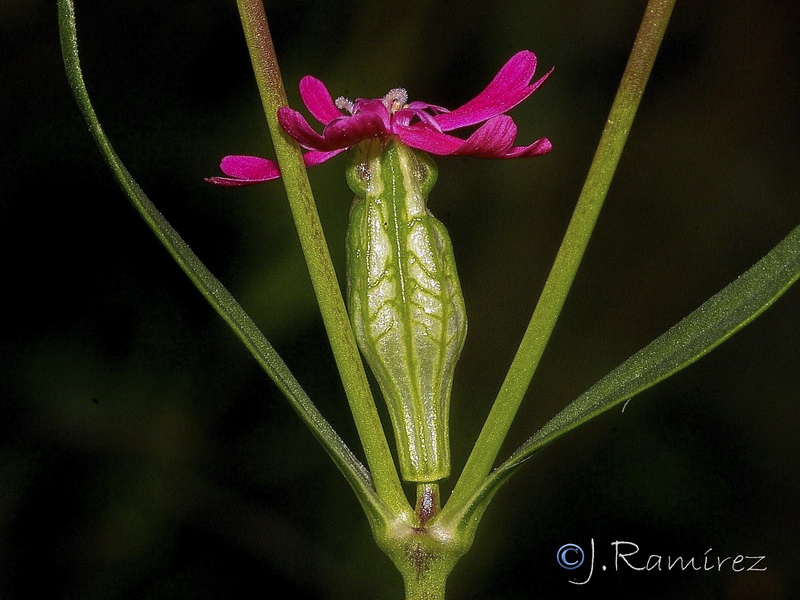 Silene stricta.06