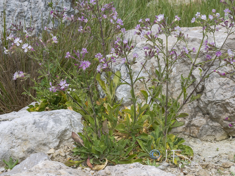 Silene tomentosa.01