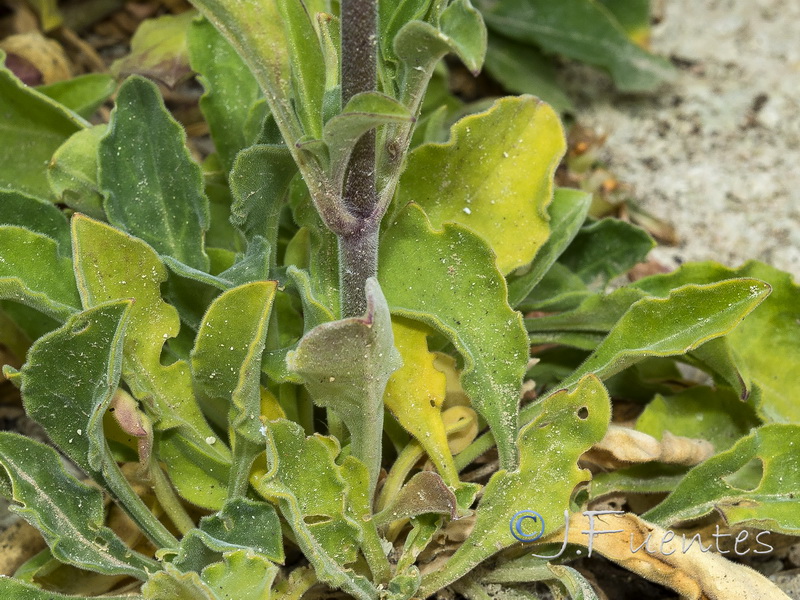 Silene tomentosa.02