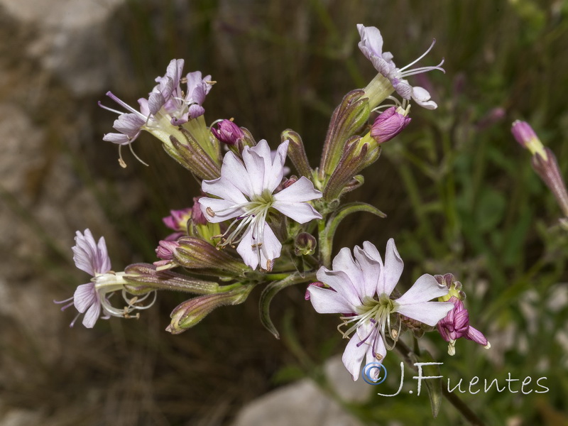 Silene tomentosa.04