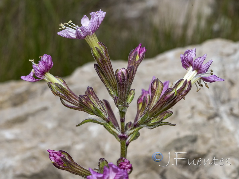 Silene tomentosa.05