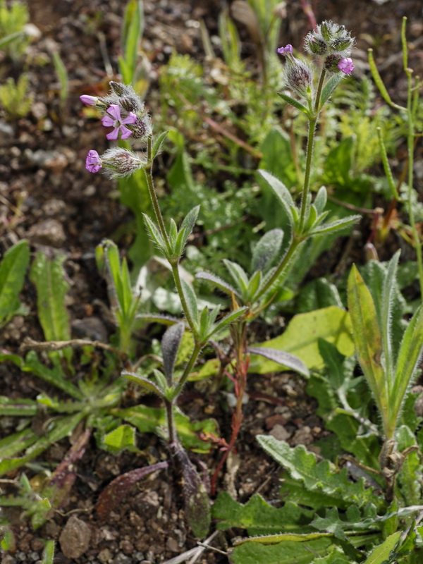 Silene tridentata.02