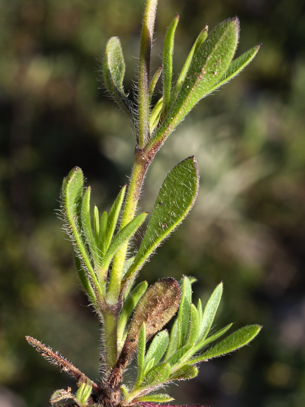 Silene tridentata.03