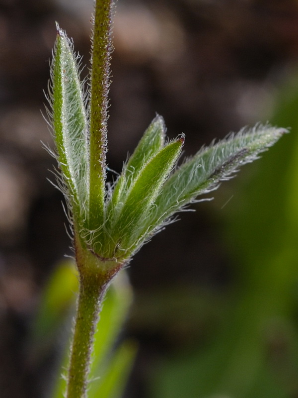 Silene tridentata.04