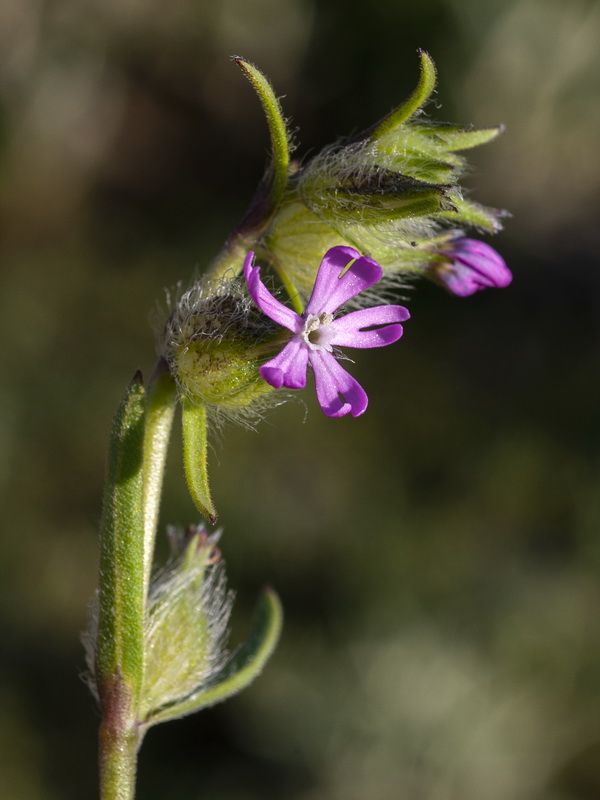 Silene tridentata.05