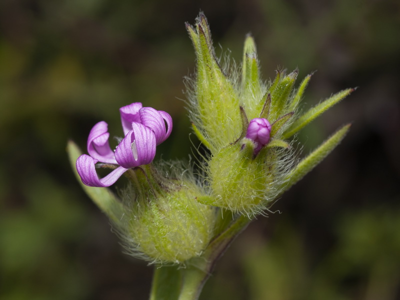 Silene tridentata.07