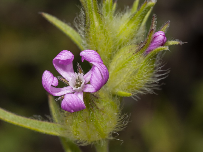 Silene tridentata.08