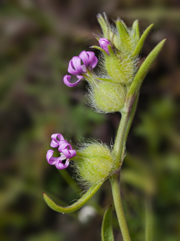 Silene tridentata.09