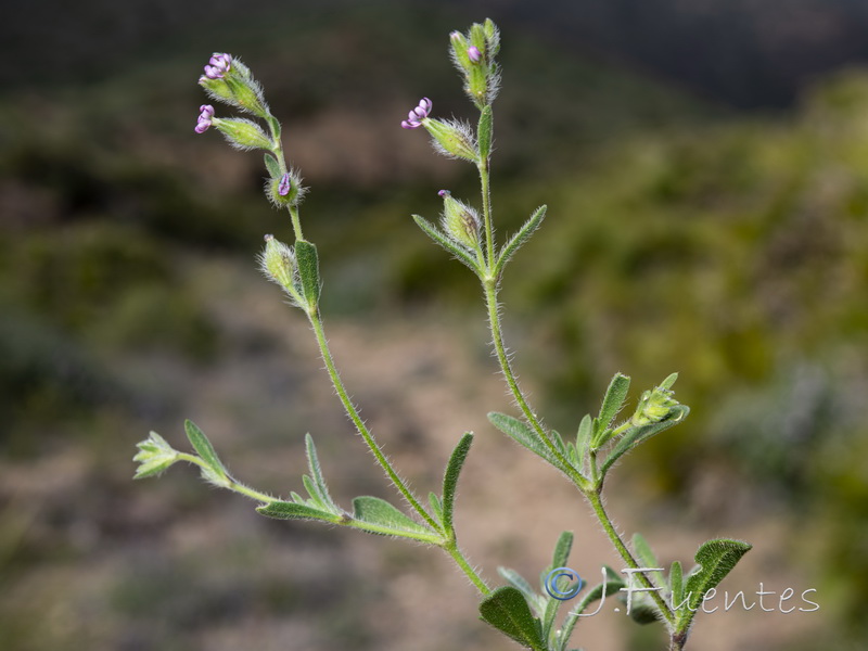 Silene tridentata.11