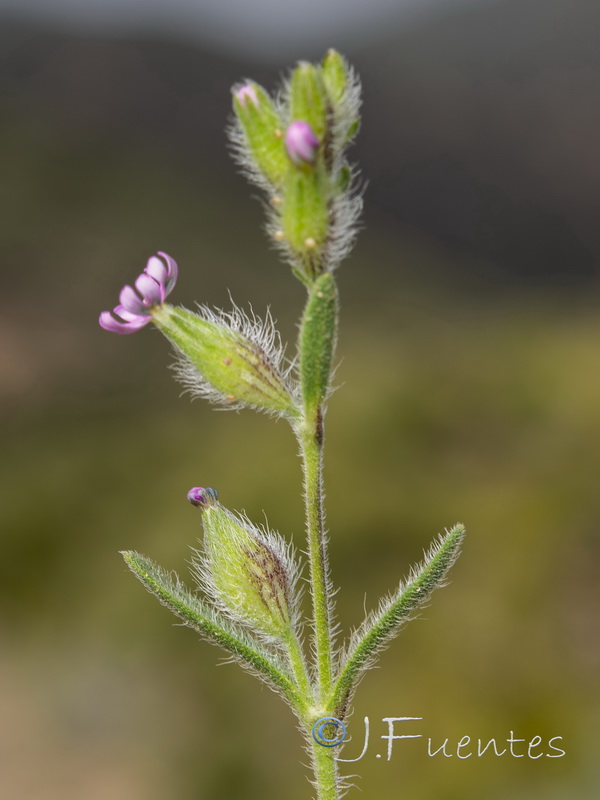 Silene tridentata.12