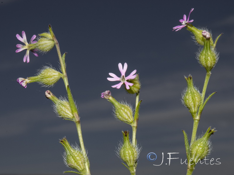 Silene tridentata.13