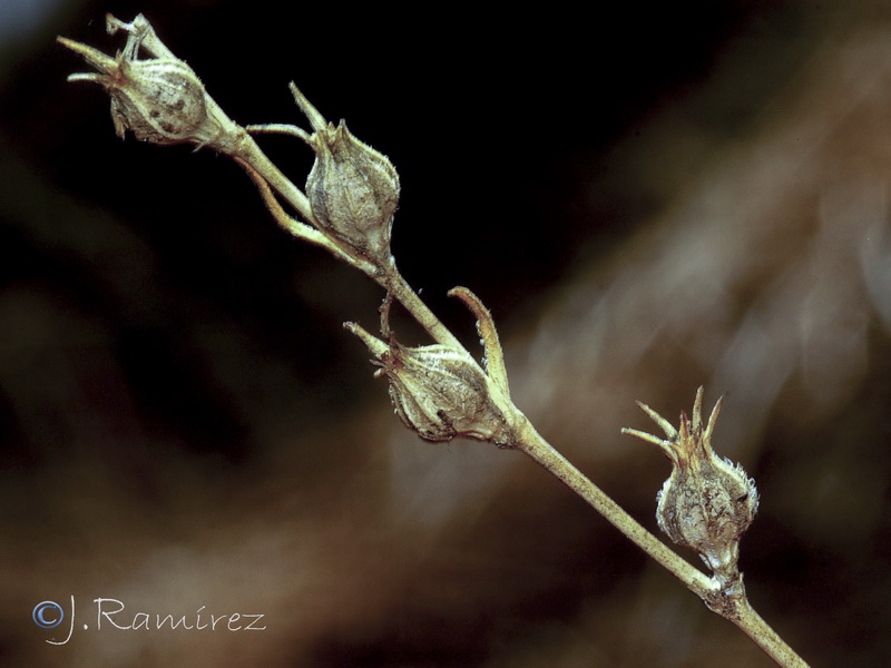 Silene tridentata.14