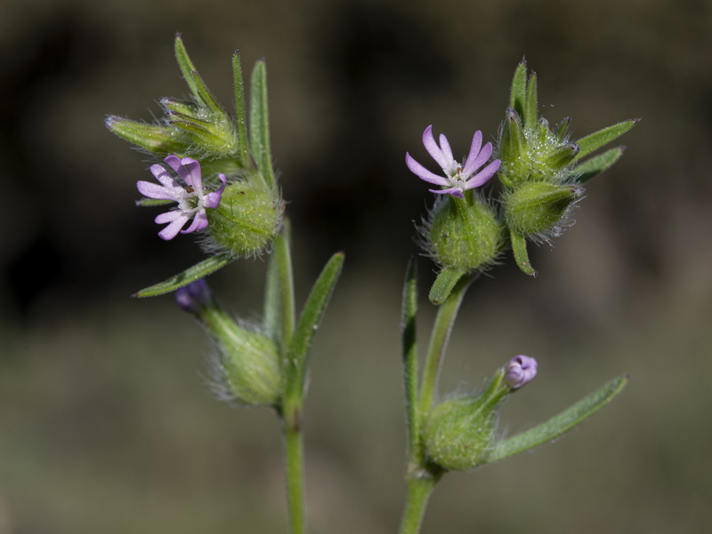 Silene tridentata.17