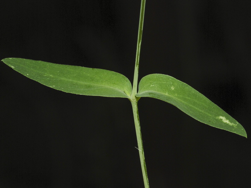 Silene vulgaris vulgaris.03