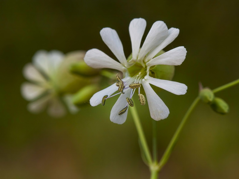 Silene vulgaris vulgaris.07