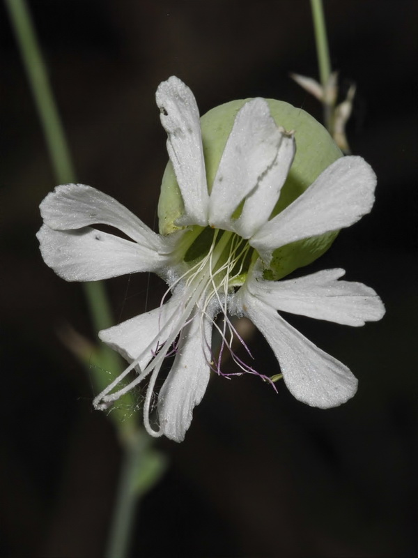 Silene vulgaris vulgaris.09