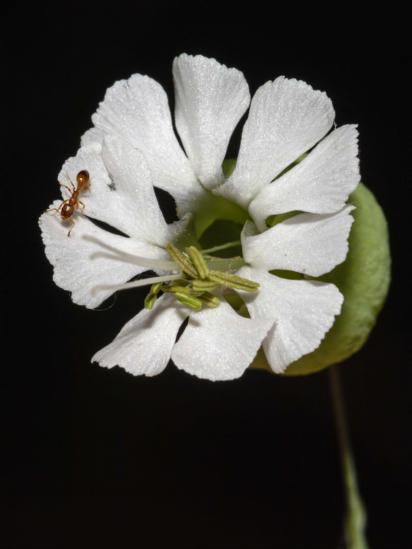 Silene vulgaris vulgaris.10