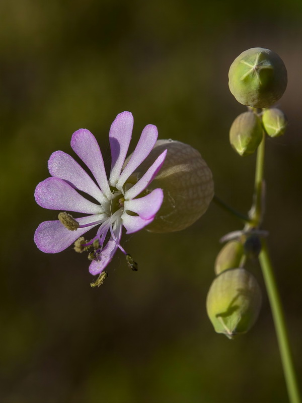 Silene vulgaris vulgaris.11