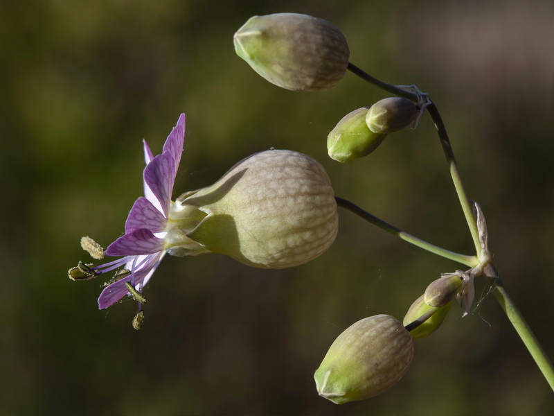 Silene vulgaris vulgaris.13