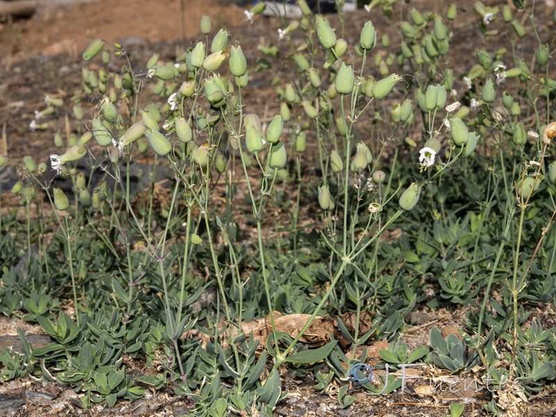 Silene vulgaris vulgaris.01